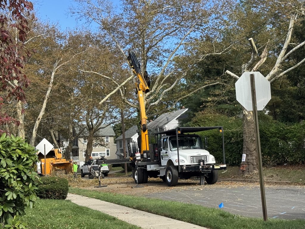 Kubota U55-4 excavator staged for stump work after large sycamore take-down in Freehold, NJ — Pro-Stump Tree Service