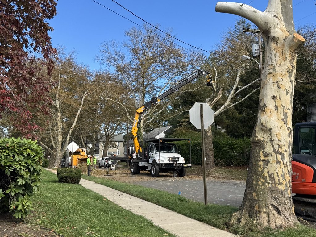 Large sycamore removal on a Freehold NJ residential lot — Pro-Stump Tree Service, NJ LTE #200988, $3M insured