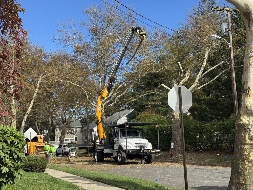 Multi-tree residential street removal project in Freehold, NJ — Pro-Stump Tree Service crane and support crew