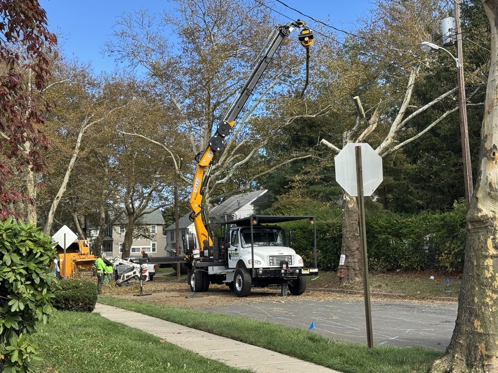 Residential tree removal in Freehold, Monmouth County NJ — Pro-Stump Tree Service, family-owned since 1987