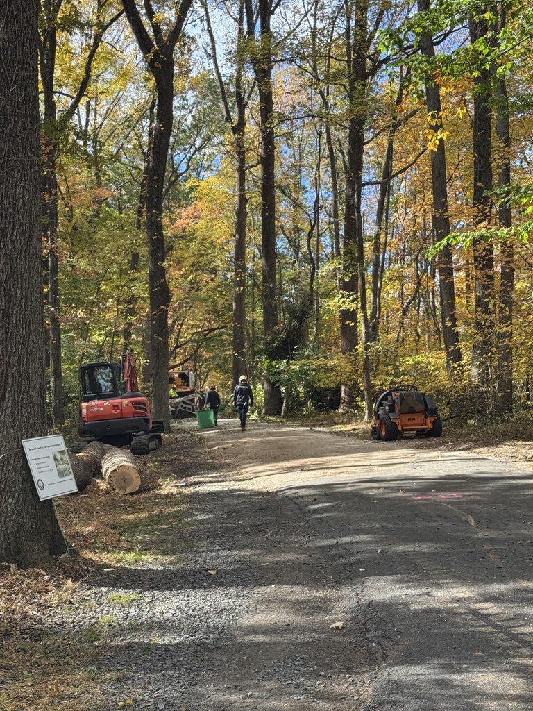 Bobcat compact track loader moving logs during municipal park work in Hamilton Township, NJ — Pro-Stump Tree Service