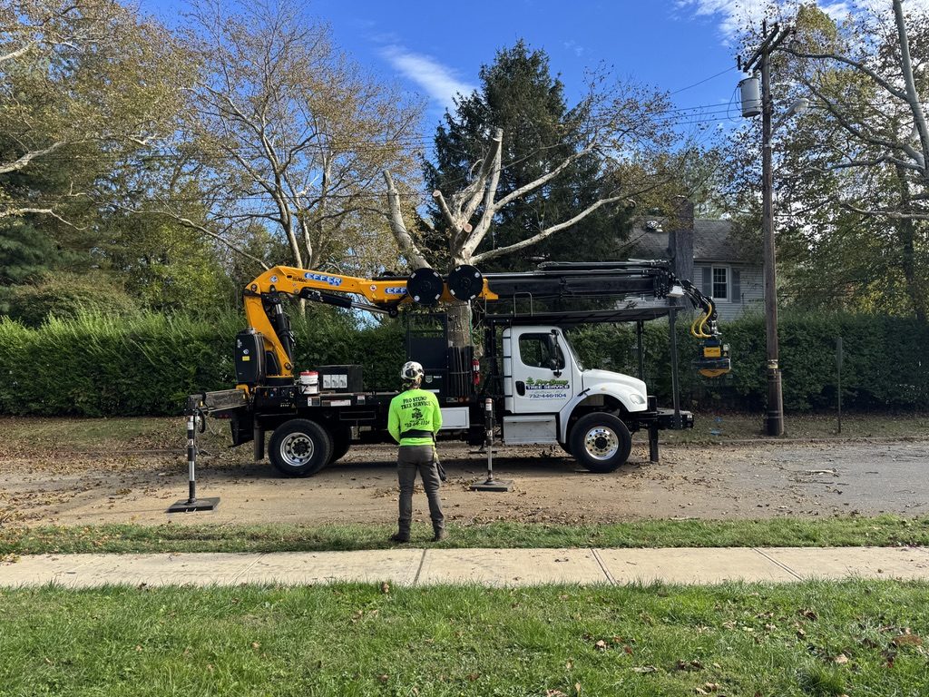 Crane-assisted sycamore removal — Pro-Stump Tree Service