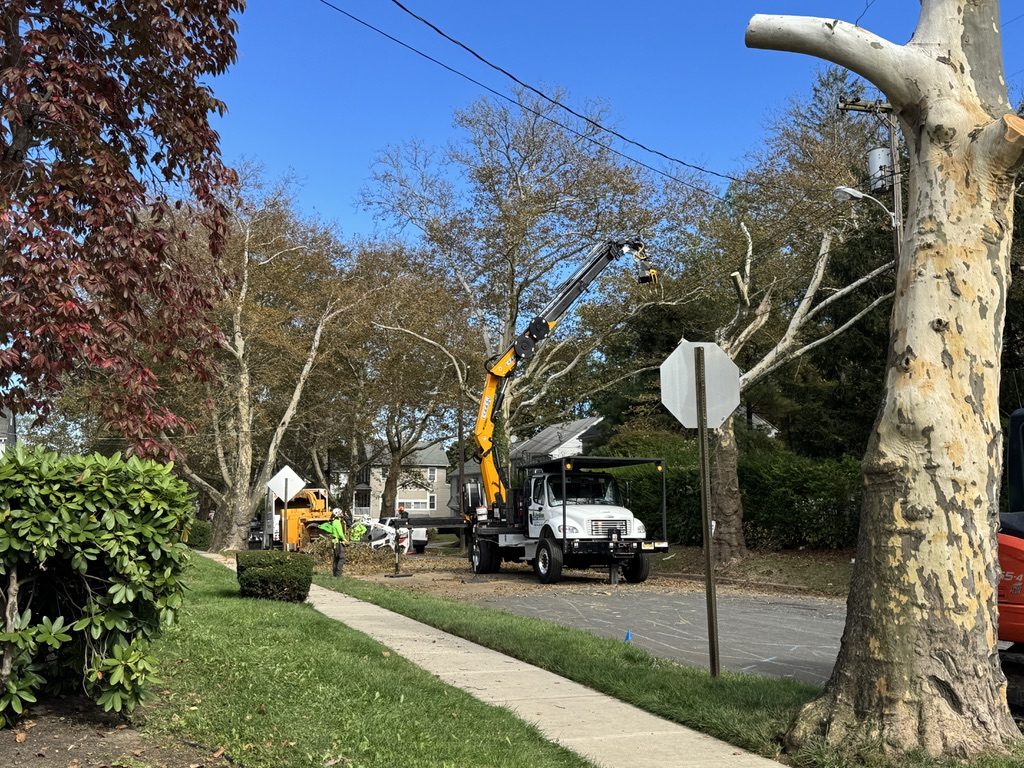 Crane-assisted tree service — Pro-Stump Tree Service