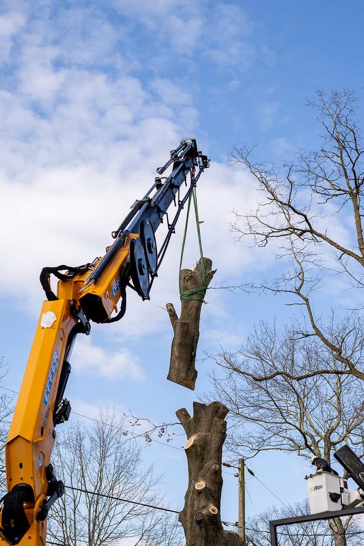 Crane-assisted tree removal — Central NJ — Pro-Stump Tree Service