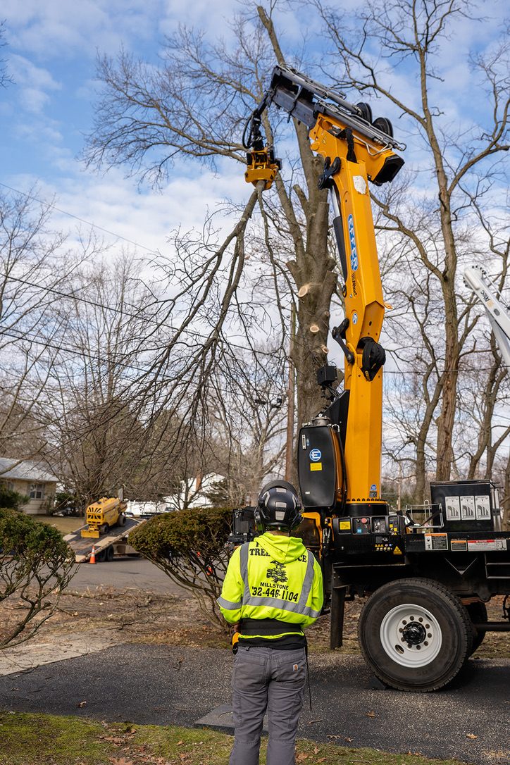 Crane-assisted tree removal — Central NJ — Pro-Stump Tree Service