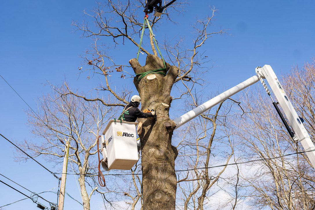 Crane-assisted tree removal — Central NJ — Pro-Stump Tree Service