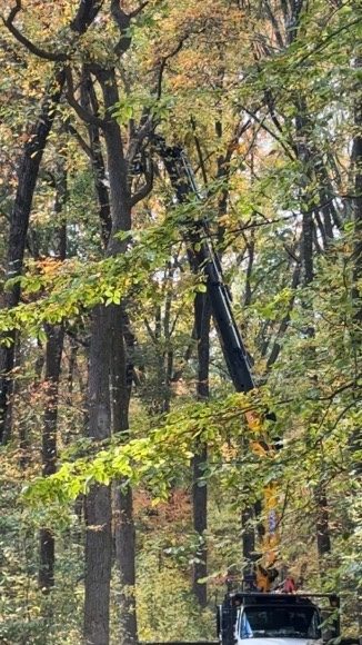 Crane truck operating on a wooded property — Pro-Stump Tree Service