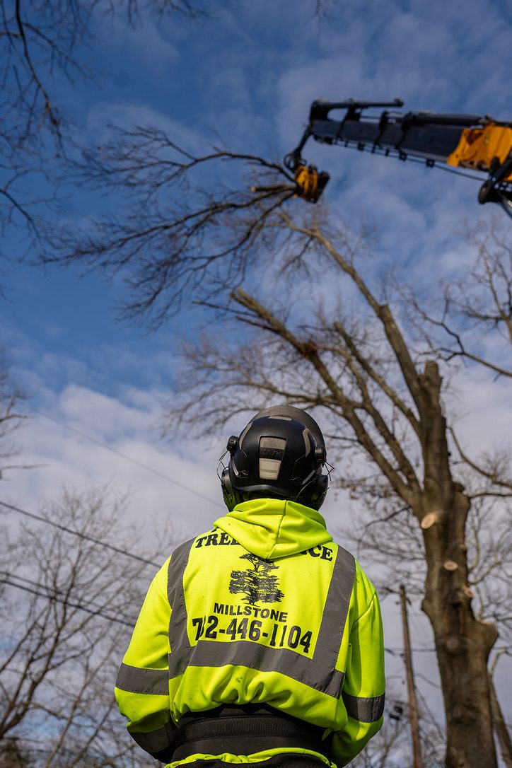 Pro-Stump crew operating a crane on a removal