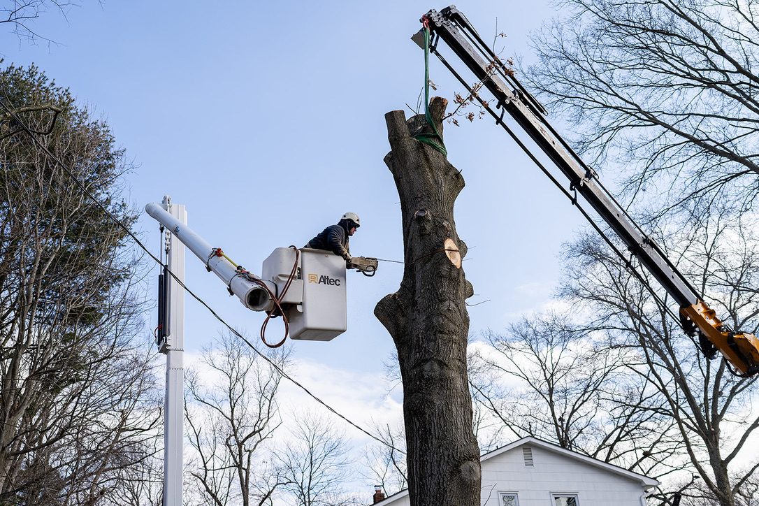 Dual-crane technical tree removal — Central NJ — Pro-Stump Tree Service