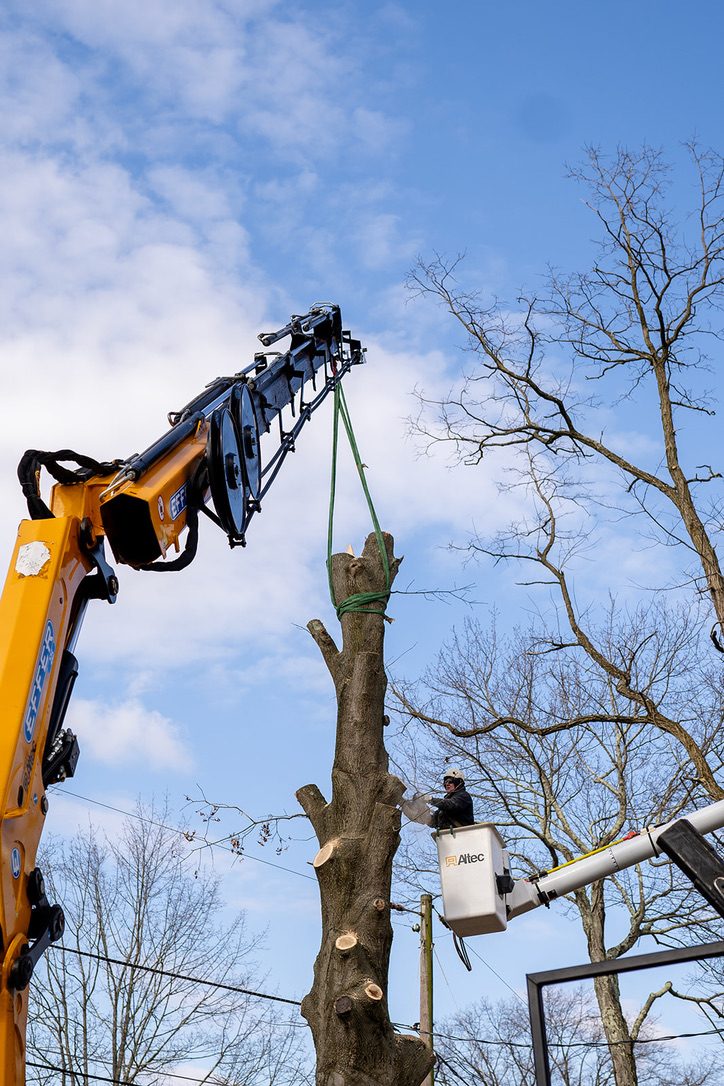 Dual-crane technical tree removal — Central NJ — Pro-Stump Tree Service