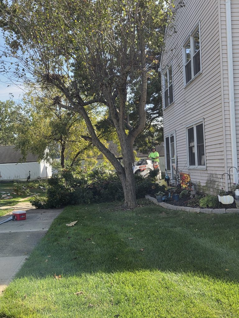 Fall yard cleanup — Central NJ — Pro-Stump Tree Service
