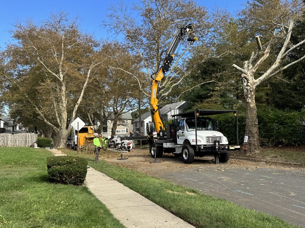 Large sycamore removal on a residential lot — Pro-Stump Tree Service