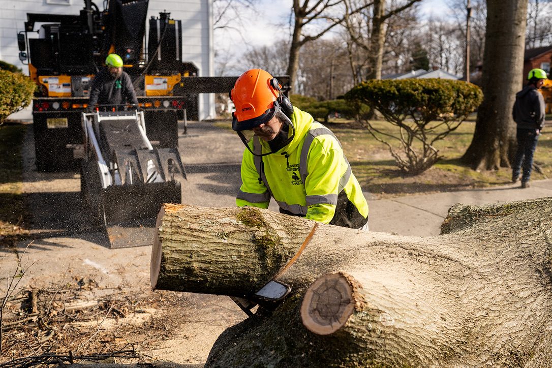 Log processing on a removal — Pro-Stump Tree Service