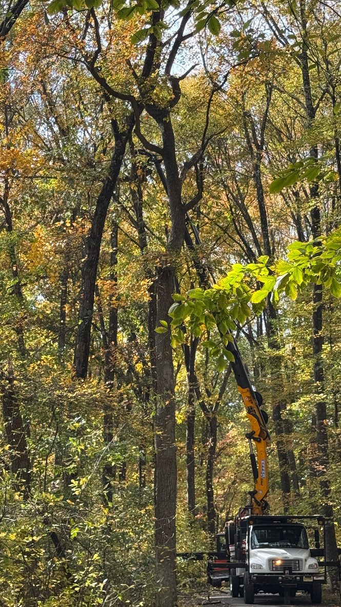 Municipal tree management project — Pro-Stump Tree Service