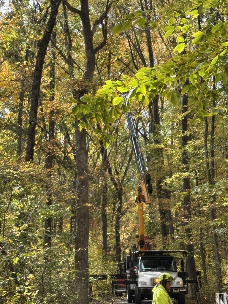 Municipal tree management project — Pro-Stump Tree Service