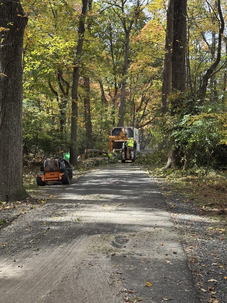 Municipal tree management project — Pro-Stump Tree Service