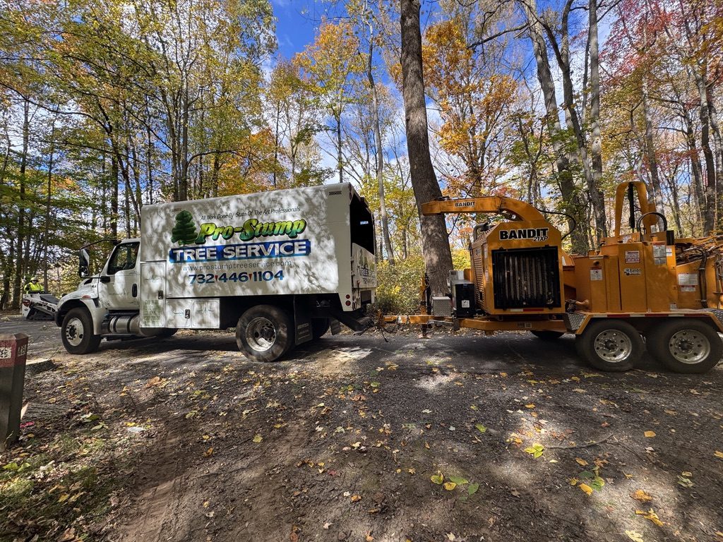 Forest tree service and land clearing at a municipal park — Pro-Stump Tree Service