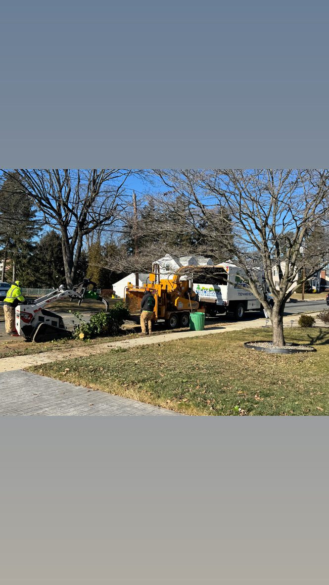 Forest tree service and land clearing at a municipal park — Pro-Stump Tree Service