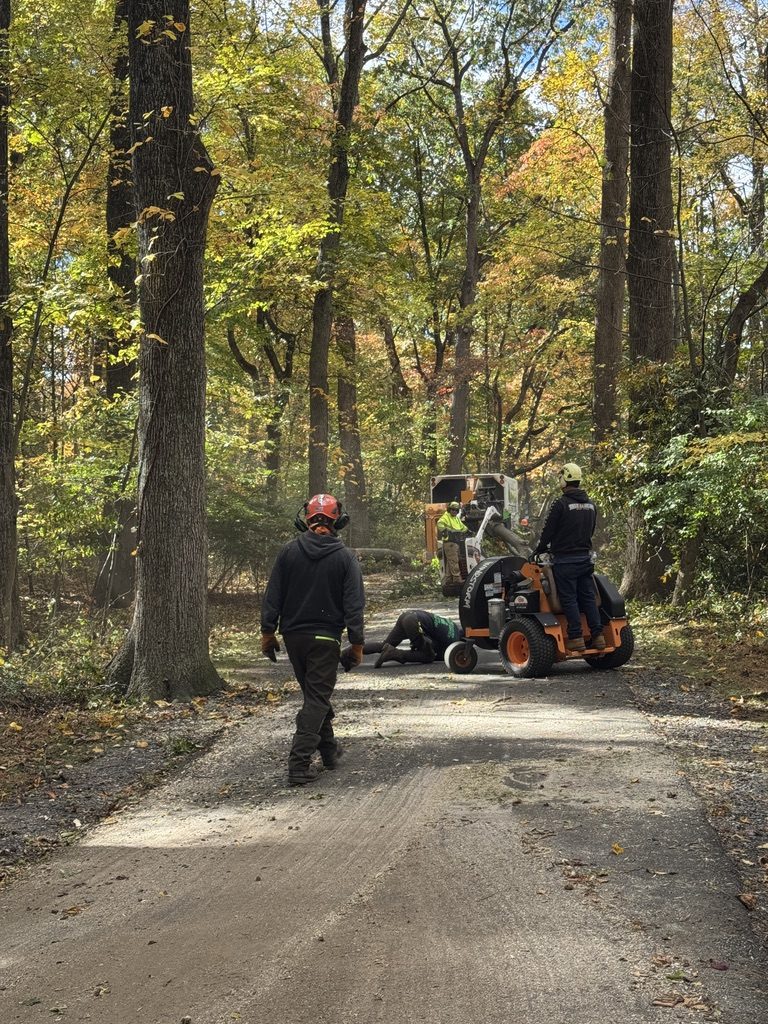 Bobcat track loader during park tree work — Pro-Stump Tree Service