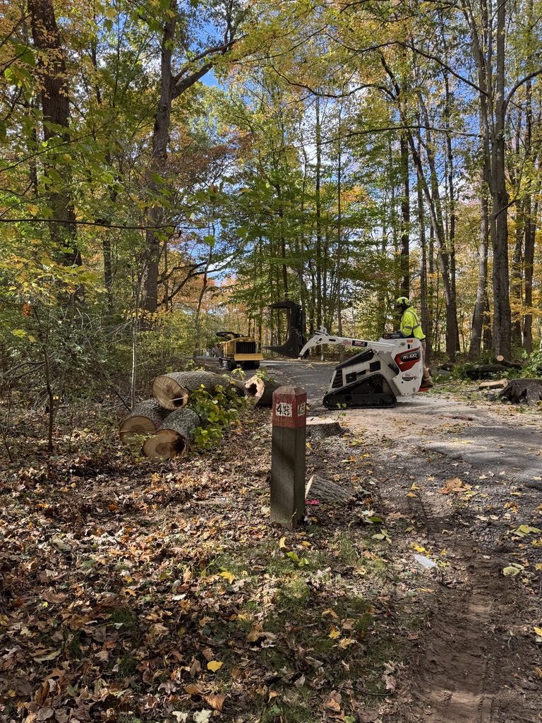 Bobcat track loader during park tree work — Pro-Stump Tree Service