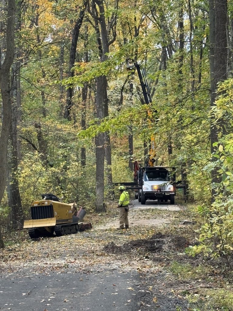 Bobcat track loader during park tree work — Pro-Stump Tree Service