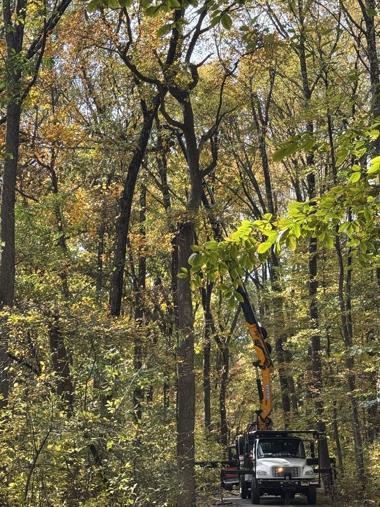 Log processing during park land clearing — Pro-Stump Tree Service