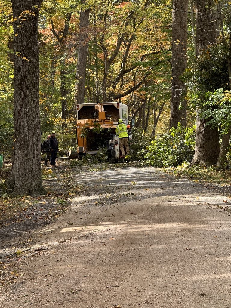 Log processing during park land clearing — Pro-Stump Tree Service