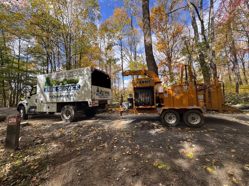 Log processing during park land clearing — Pro-Stump Tree Service