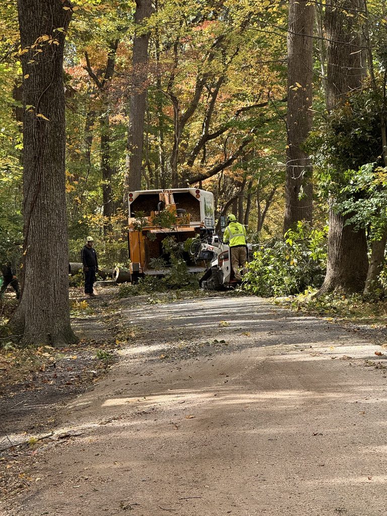 Grapple-saw crane truck at a municipal park tree service project — Pro-Stump Tree Service