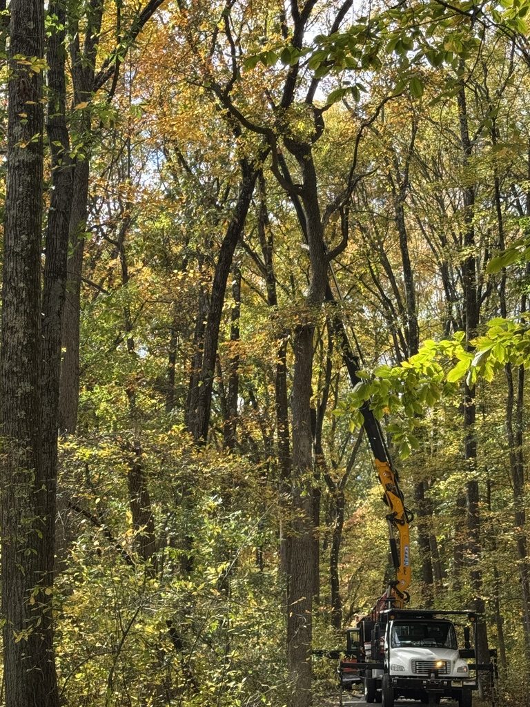 Pro-Stump Tree Service work truck at a park land-clearing site — Central NJ