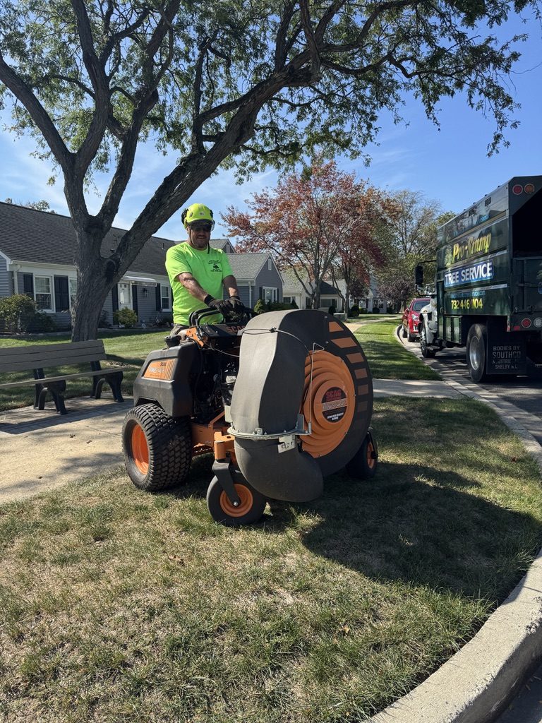 Residential hardwood tree service — Pro-Stump Tree Service