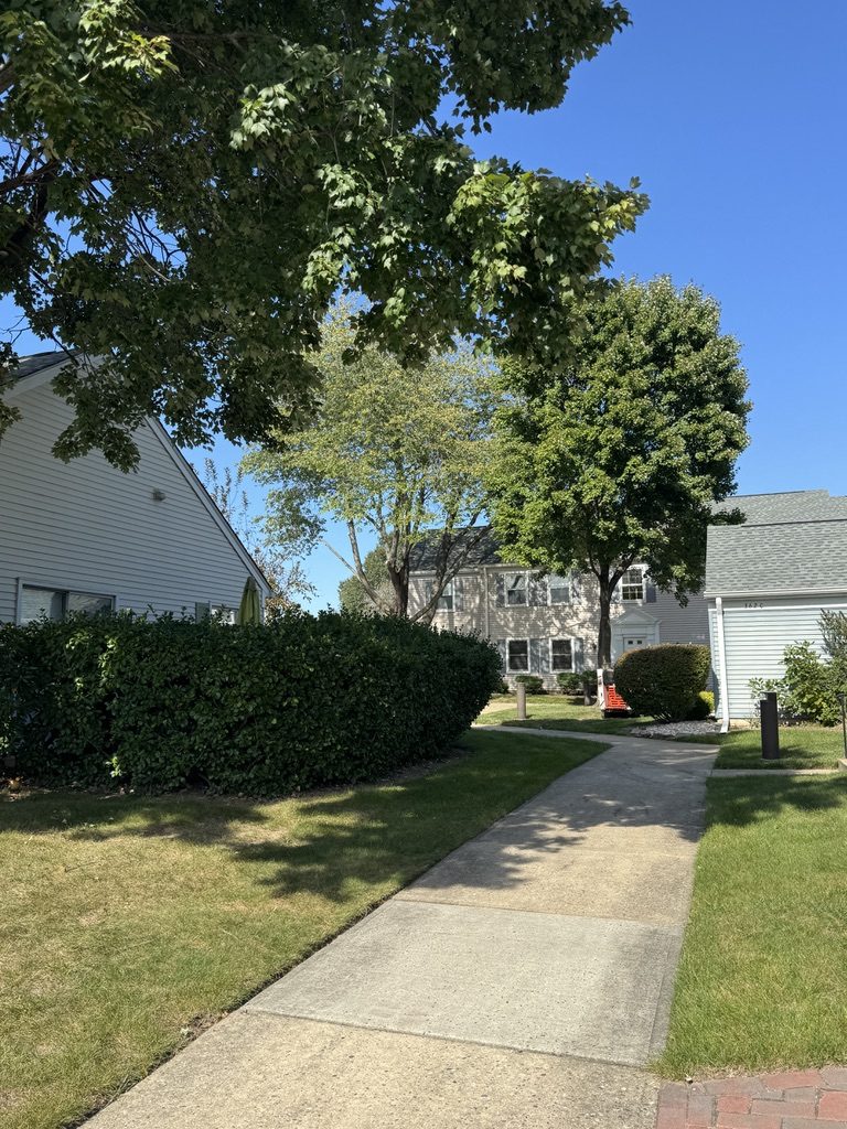 Residential oak tree service — Pro-Stump Tree Service