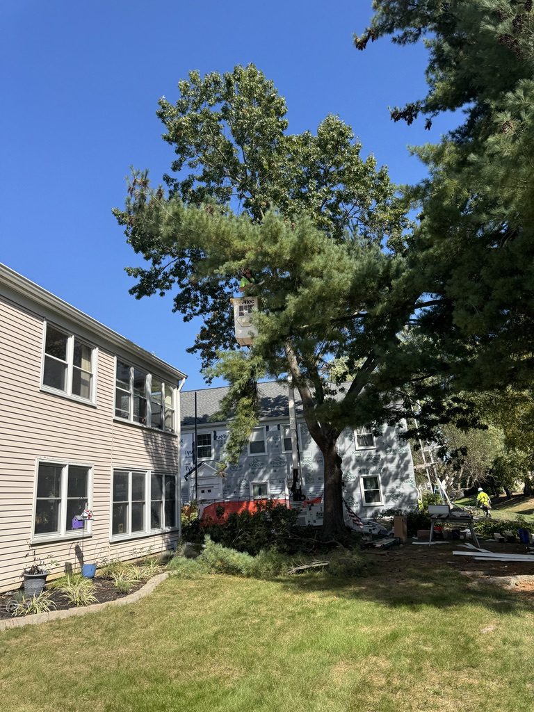 Residential oak tree service — Pro-Stump Tree Service