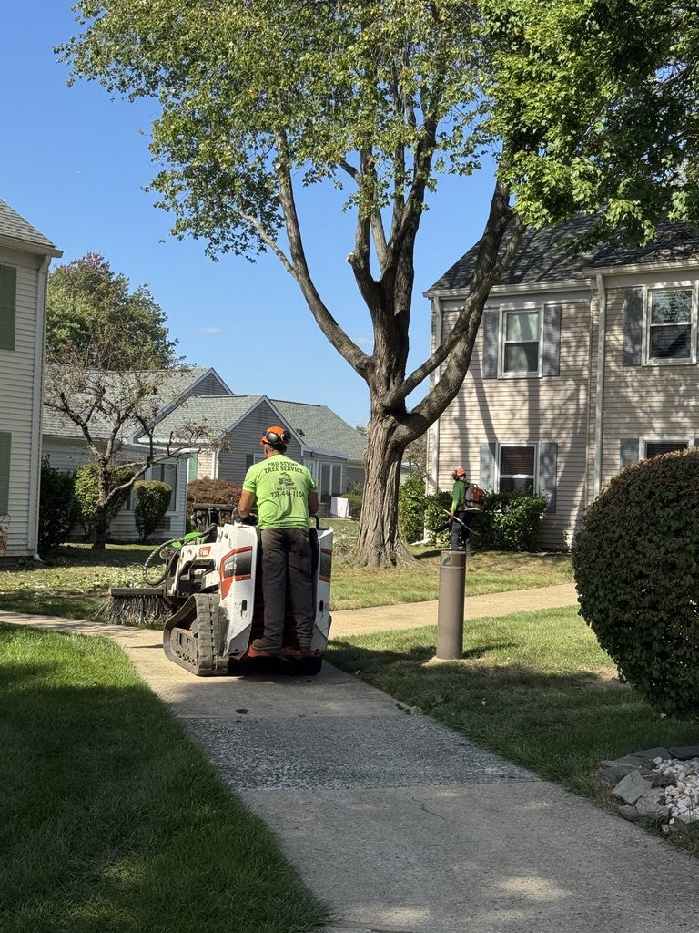 Residential property tree service — Pro-Stump Tree Service