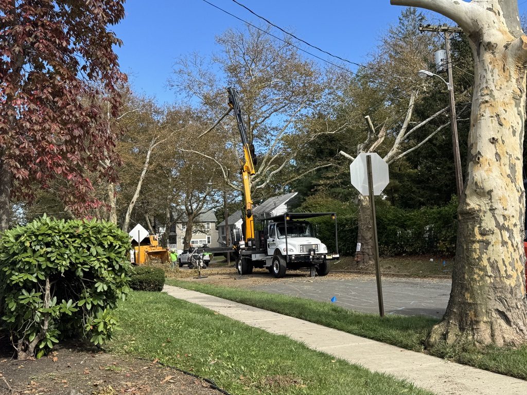 Residential street tree removal — Pro-Stump Tree Service