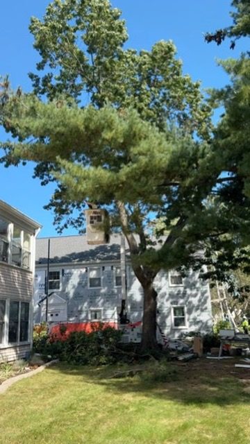 Residential tree assessment — Central NJ — Pro-Stump Tree Service