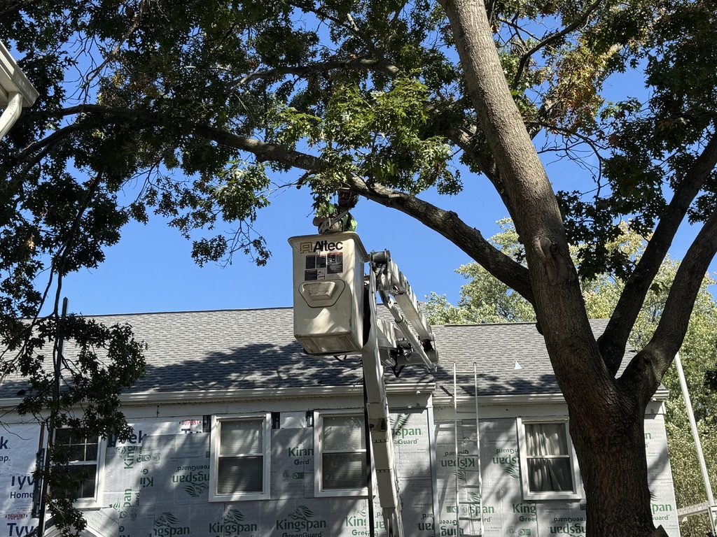 Residential tree canopy work on a property — Pro-Stump Tree Service