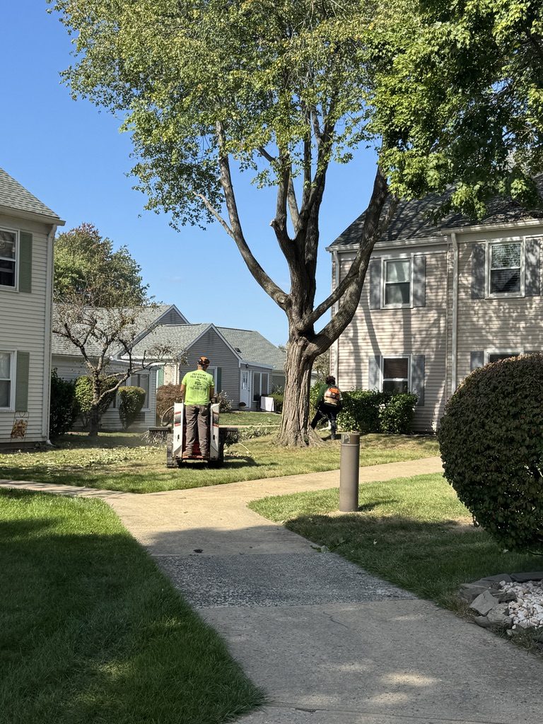 Residential tree canopy work on a property — Pro-Stump Tree Service
