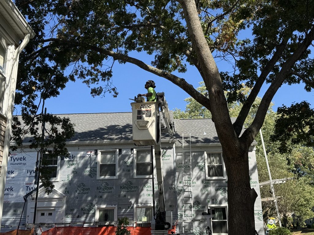 Residential tree canopy work on a property — Pro-Stump Tree Service