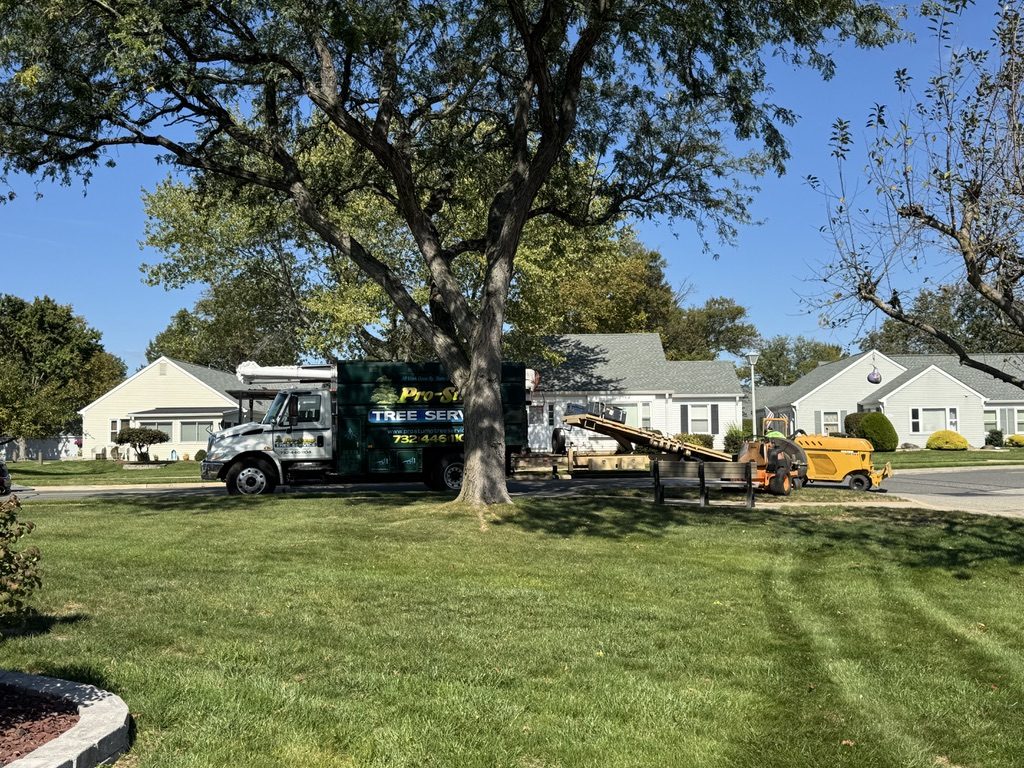 Residential tree pruning — Central NJ — Pro-Stump Tree Service