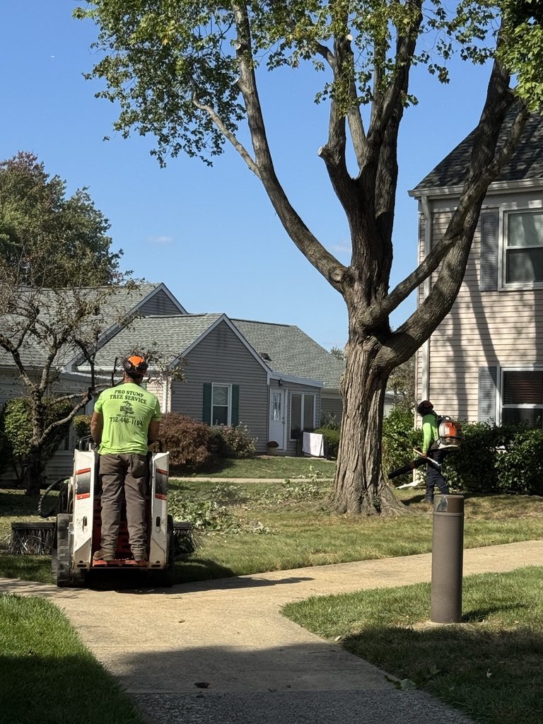 Residential tree pruning — Central NJ — Pro-Stump Tree Service