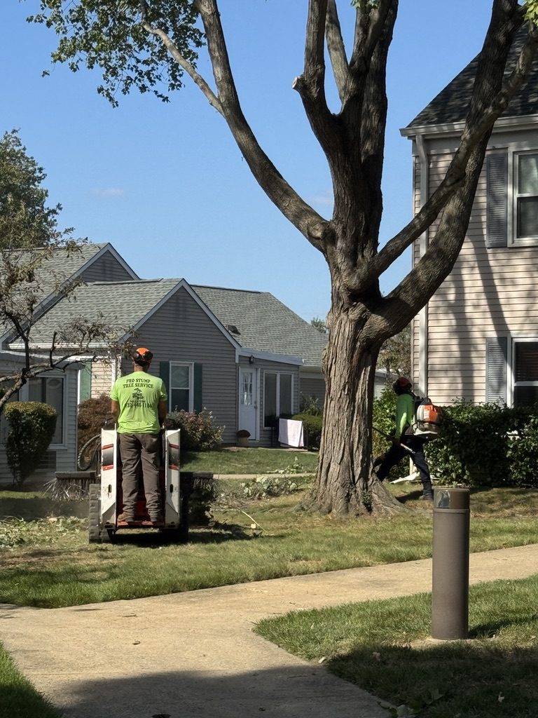 Suburban tree removal — Pro-Stump Tree Service