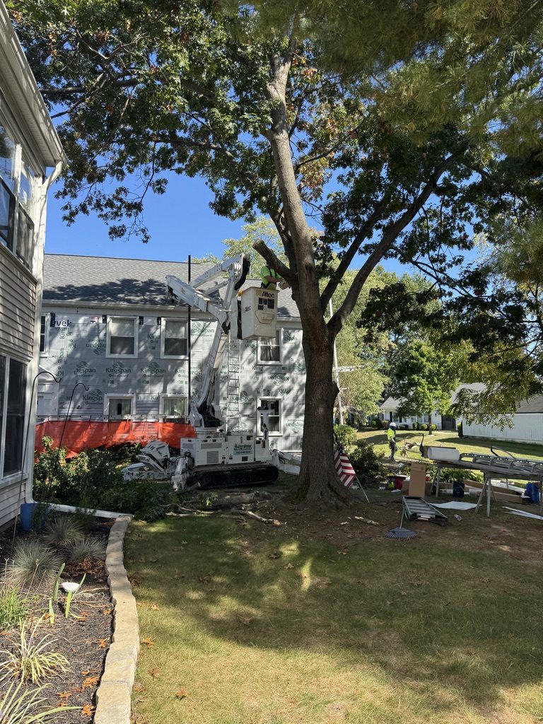 Suburban tree removal — Pro-Stump Tree Service