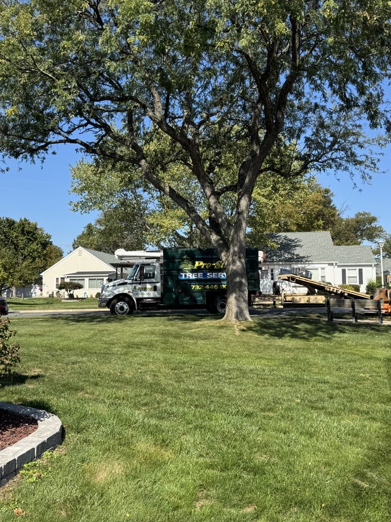 Suburban tree removal — Pro-Stump Tree Service