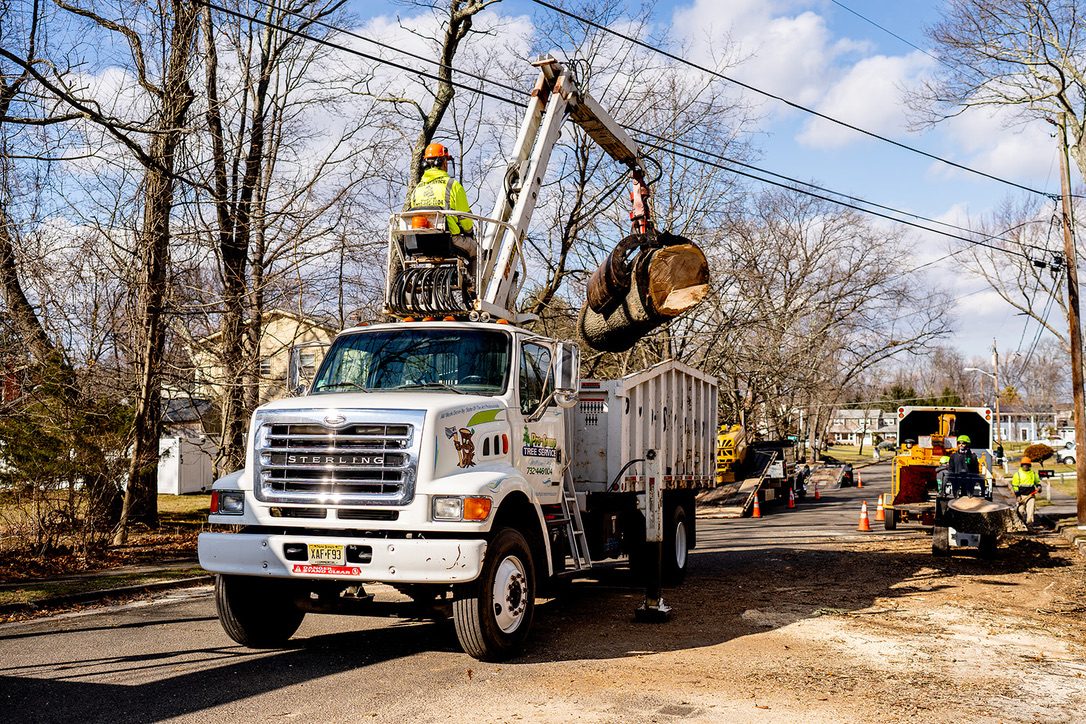 Precision chainsaw felling — Central NJ — Pro-Stump Tree Service
