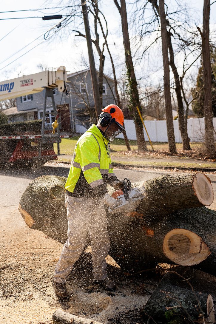Precision chainsaw felling — Central NJ — Pro-Stump Tree Service