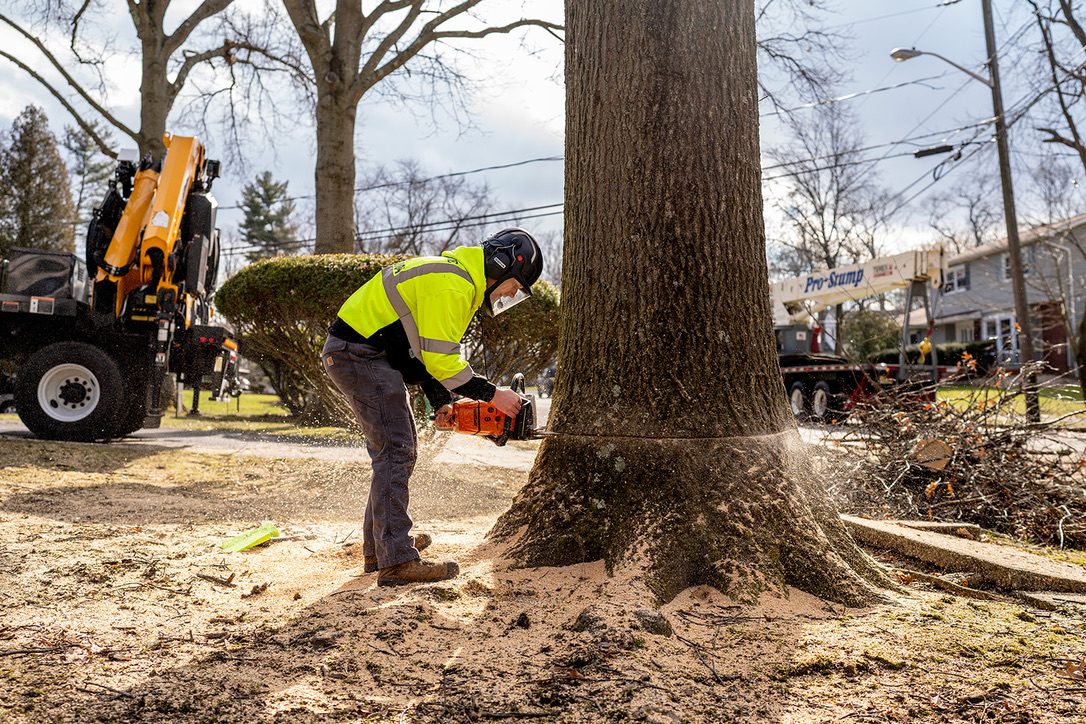 Precision chainsaw felling — Central NJ — Pro-Stump Tree Service