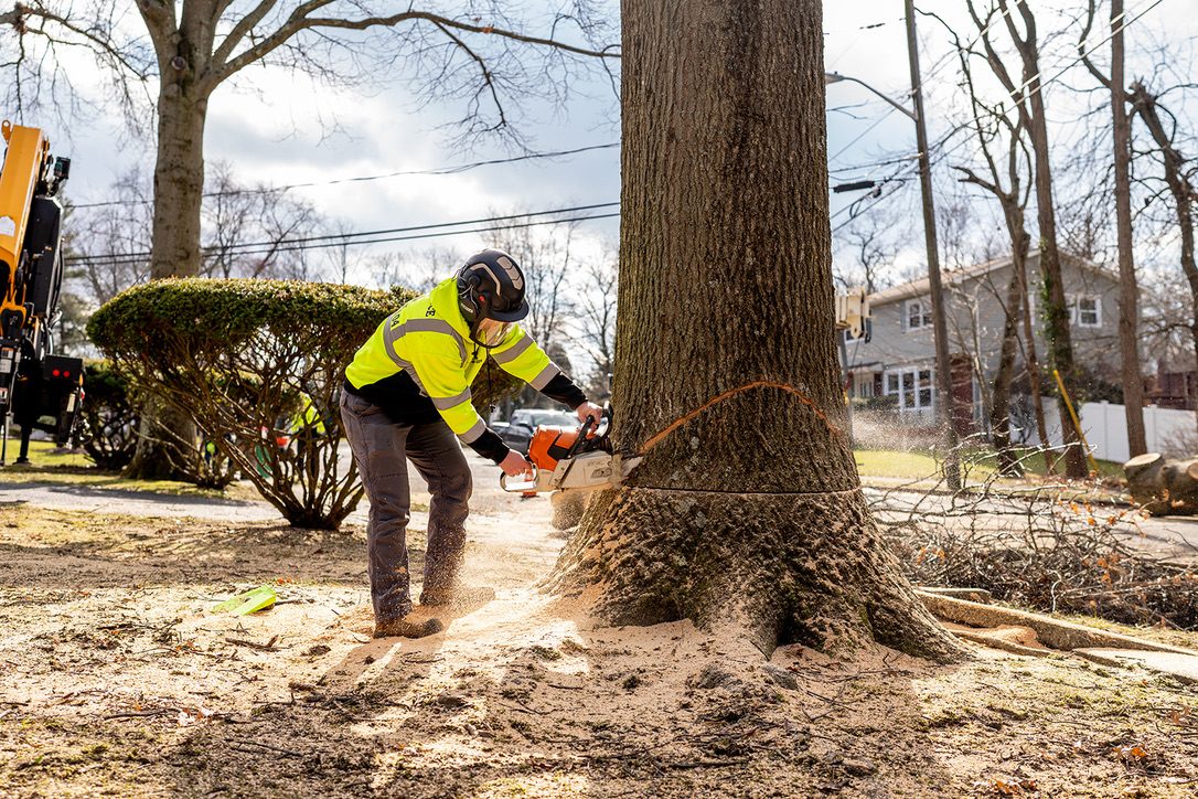 Precision chainsaw felling — Central NJ — Pro-Stump Tree Service