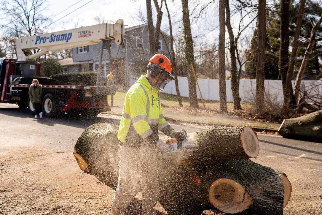 Precision chainsaw felling — Central NJ — Pro-Stump Tree Service
