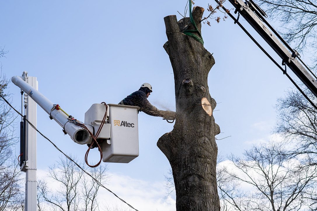Tree removal — Central NJ — Pro-Stump Tree Service crew